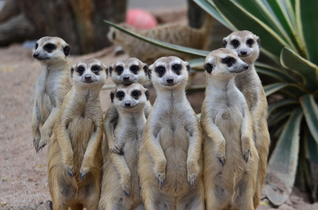 suricate family - BondGuide