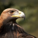 Steinadler