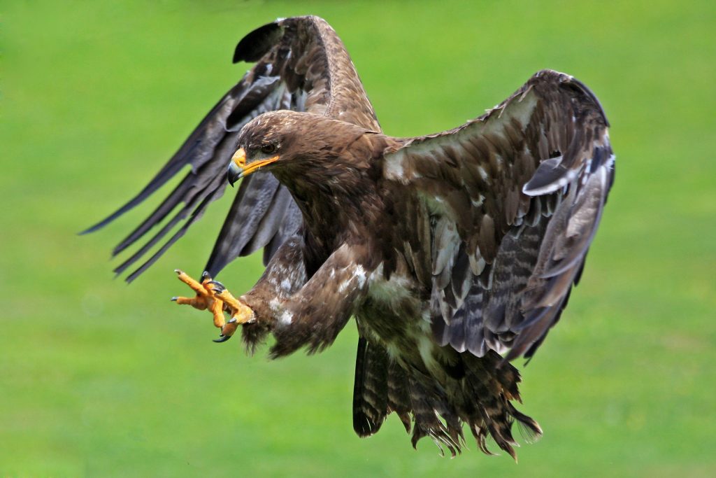 Adler Group platziert 191 Mio. EUR BondGuide