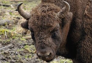 Dieser Bulle macht keine Kompromisse: An der Börse steht der Bulle für steigende Kurse.
